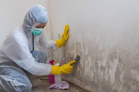 Best Attic Mold Removal  in Clarkson, KY